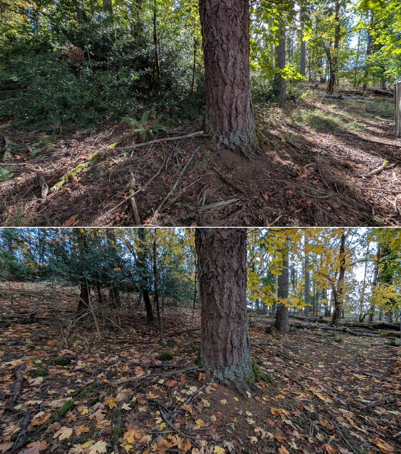 Goat grazing before and after in Springfield, Oregon, 10/16/25, photo 17