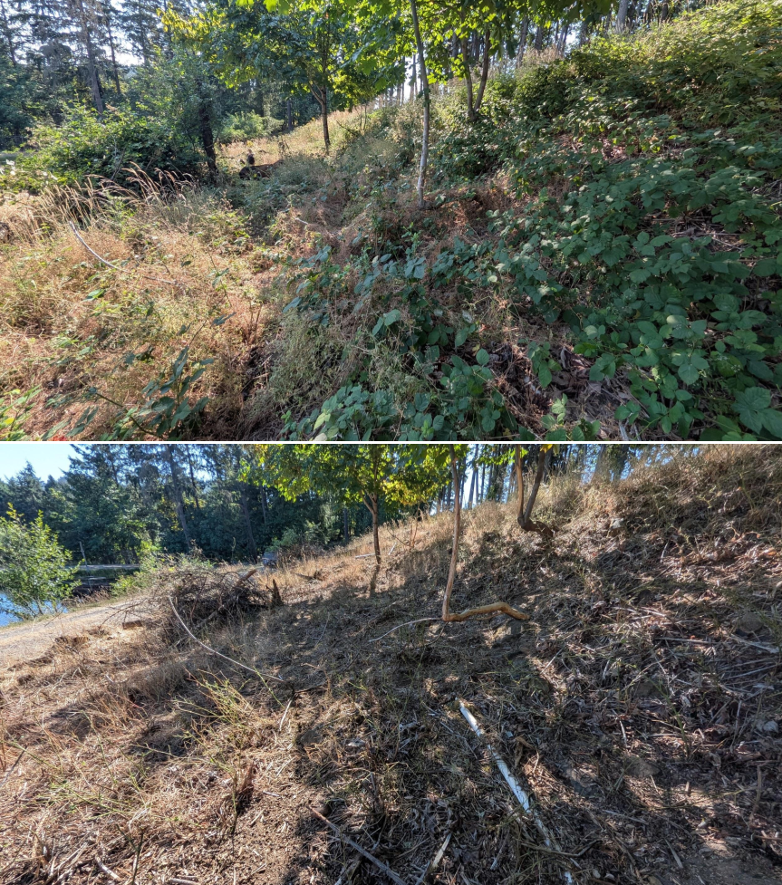 Before and after goat grazing in Lane County, Oregon, 07/14/26, photo 12