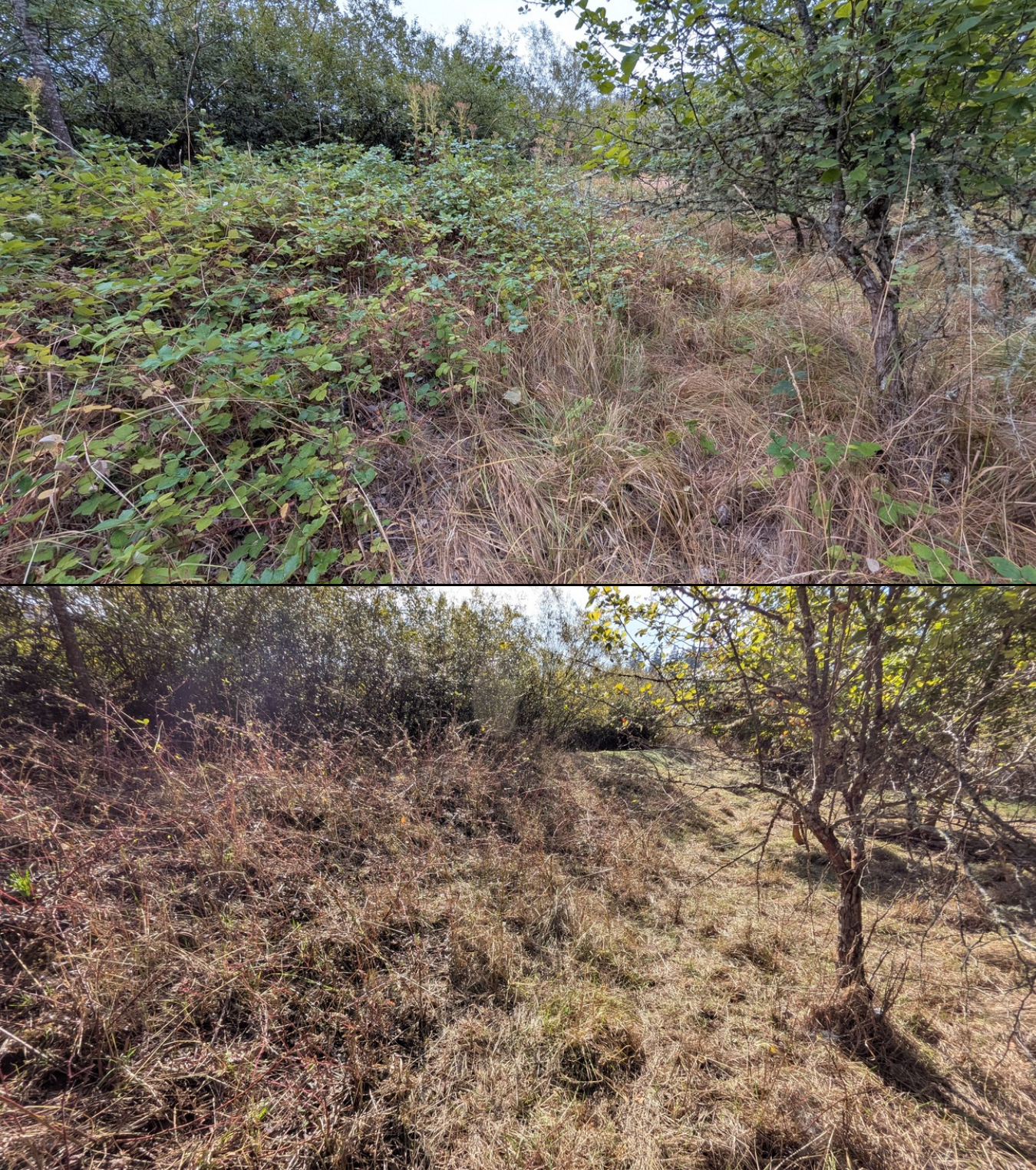 Before and after goat grazing in Lane County, Oregon, 08/16/26, photo 16