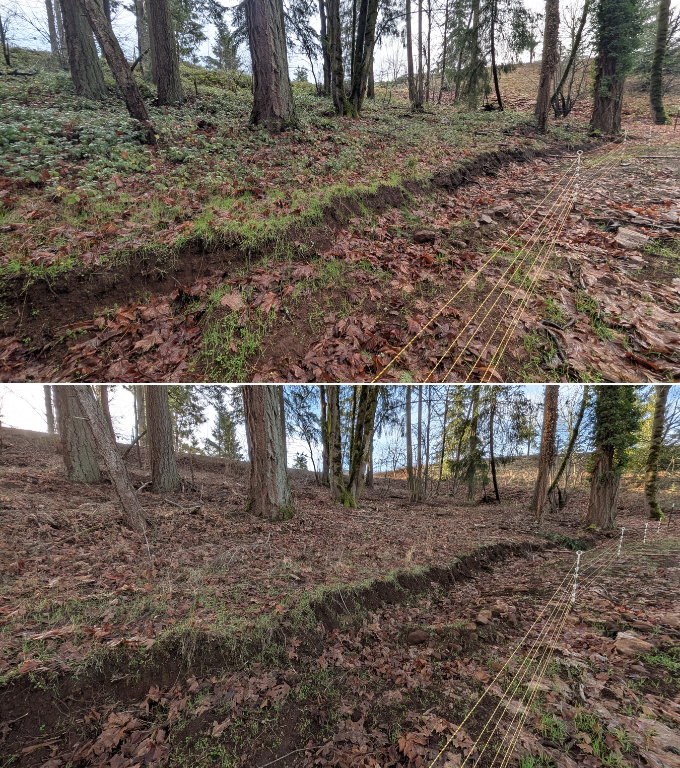 Goat grazing before and after in Springfield, Oregon, 12/23/25, photo 19
