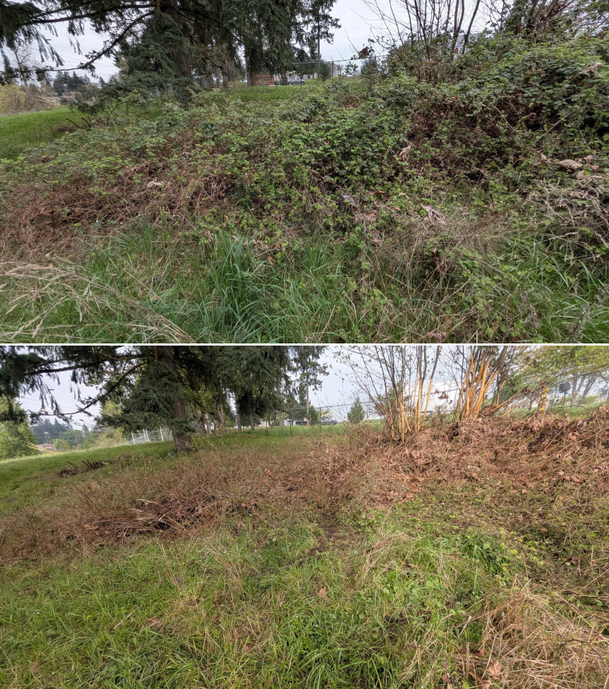 Goat grazing before and after in Springfield, Oregon, 03/30/26, photo 21