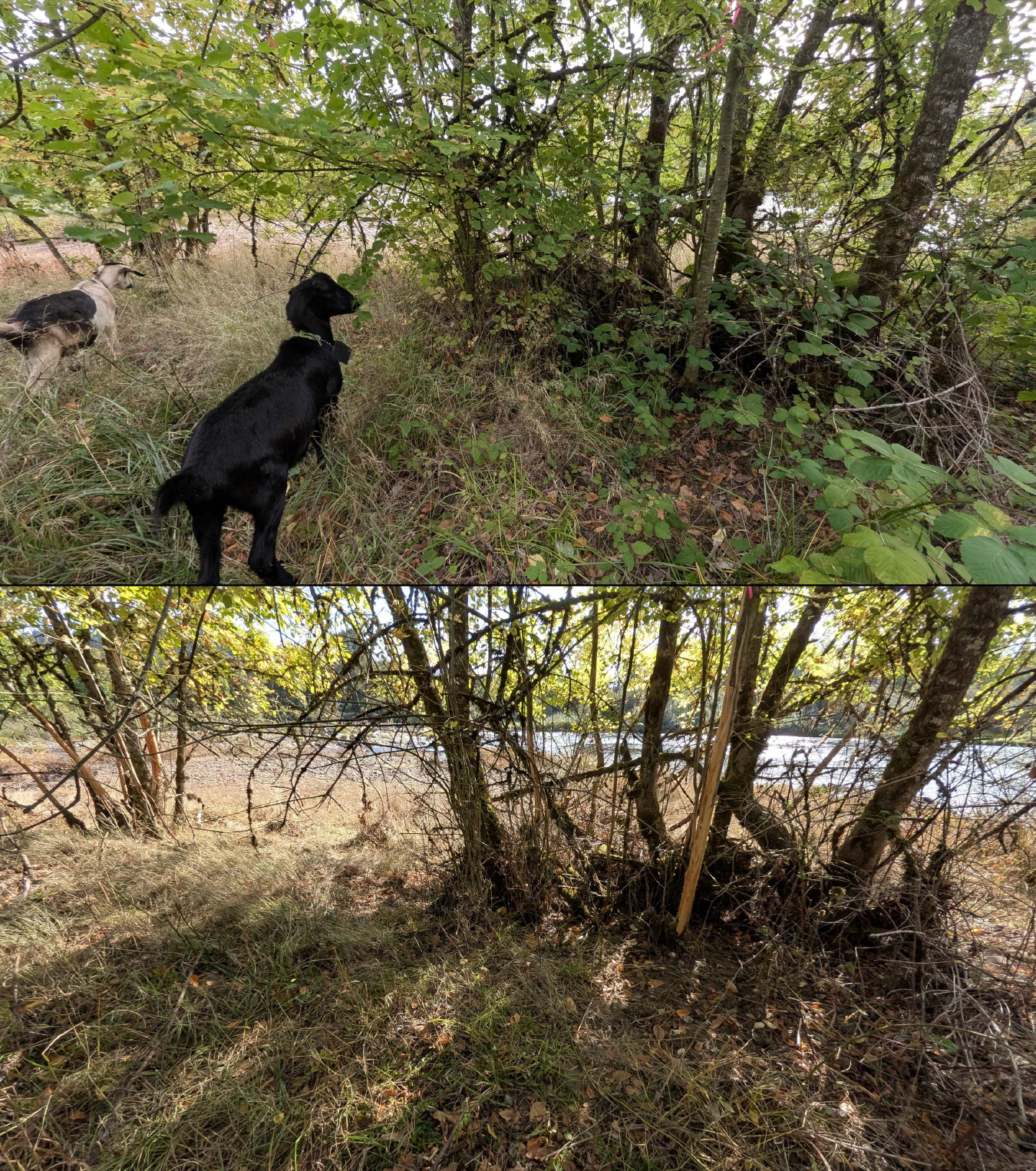 Goat grazing before and after in Springfield, Oregon, 08/27/26, photo 45
