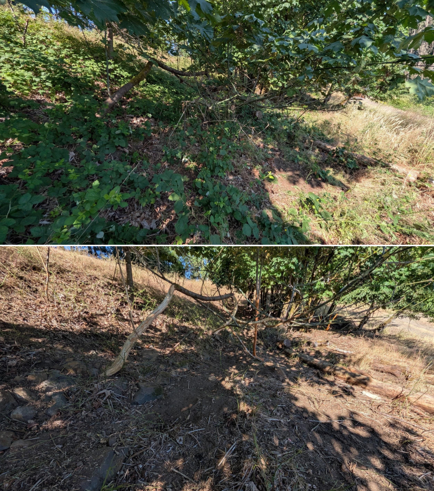 Before and after goat grazing in Lane County, Oregon, 07/14/26, photo 10