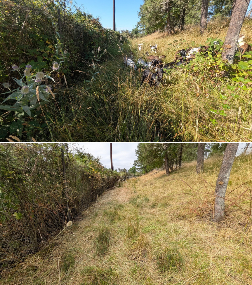Before and after goat grazing in Lane County, Oregon, 07/21/26, photo 14
