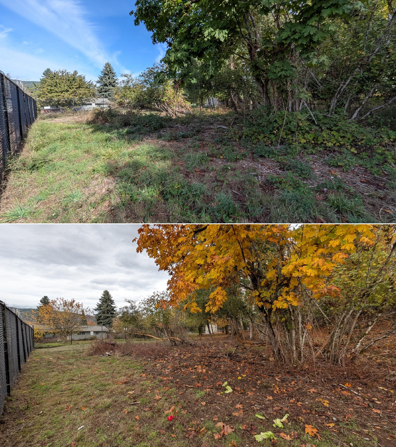 Before and after goat grazing in Lane County, Oregon, 10/16/25, photo 24