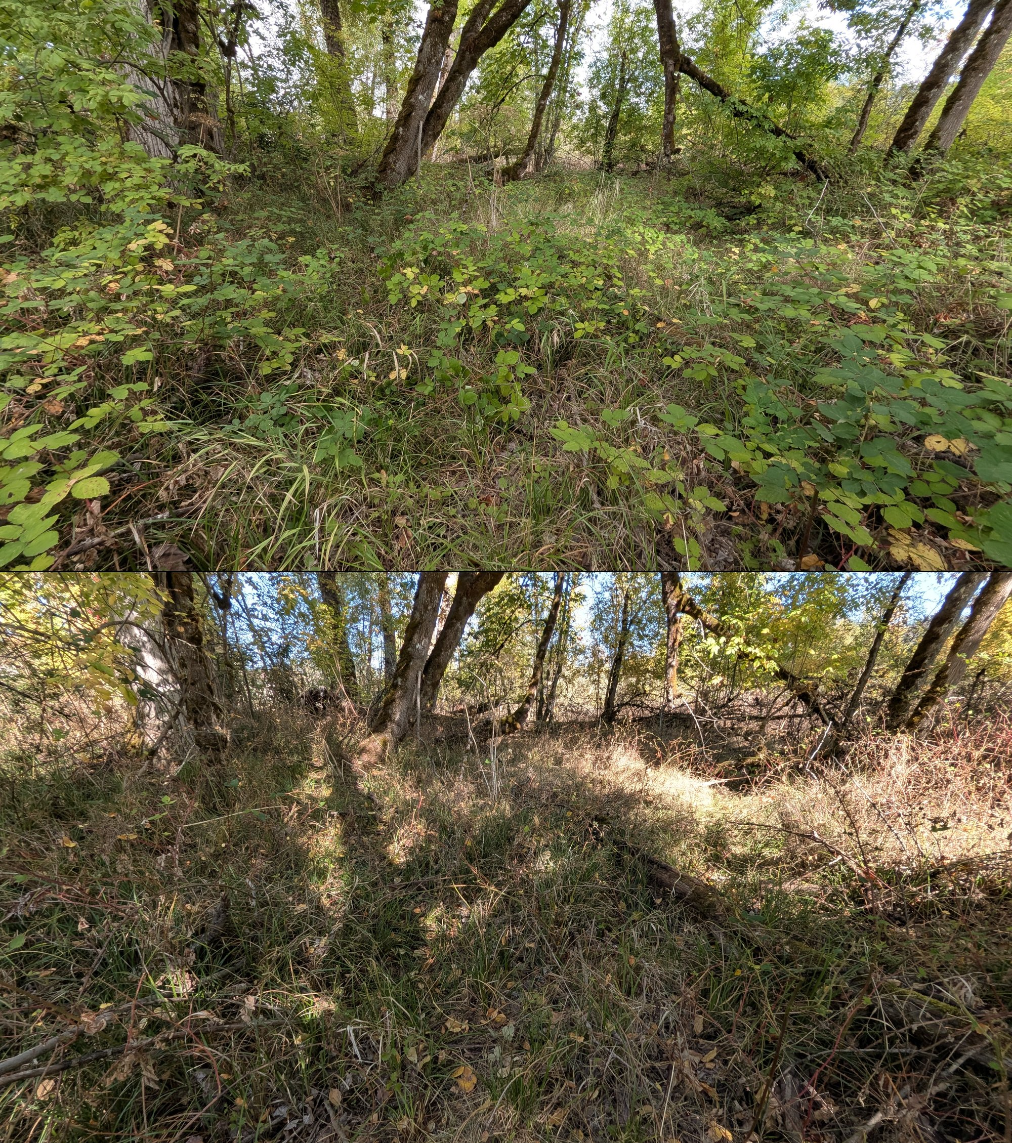 Before and after goat grazing in Lane County, Oregon, 08/27/26, photo 56