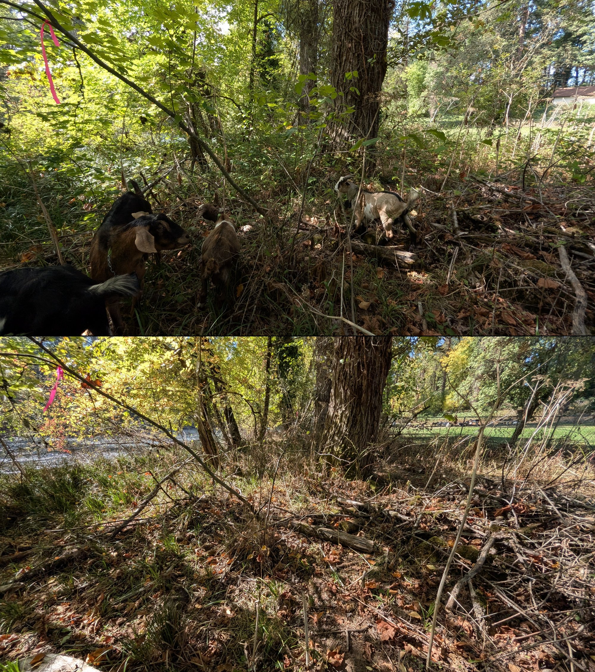 Goat grazing before and after in Springfield, Oregon, 08/27/26, photo 69