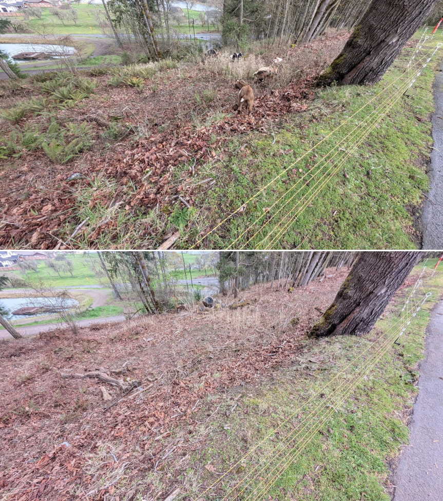 Goat grazing before and after in Springfield, Oregon, 03/10/26, photo 15