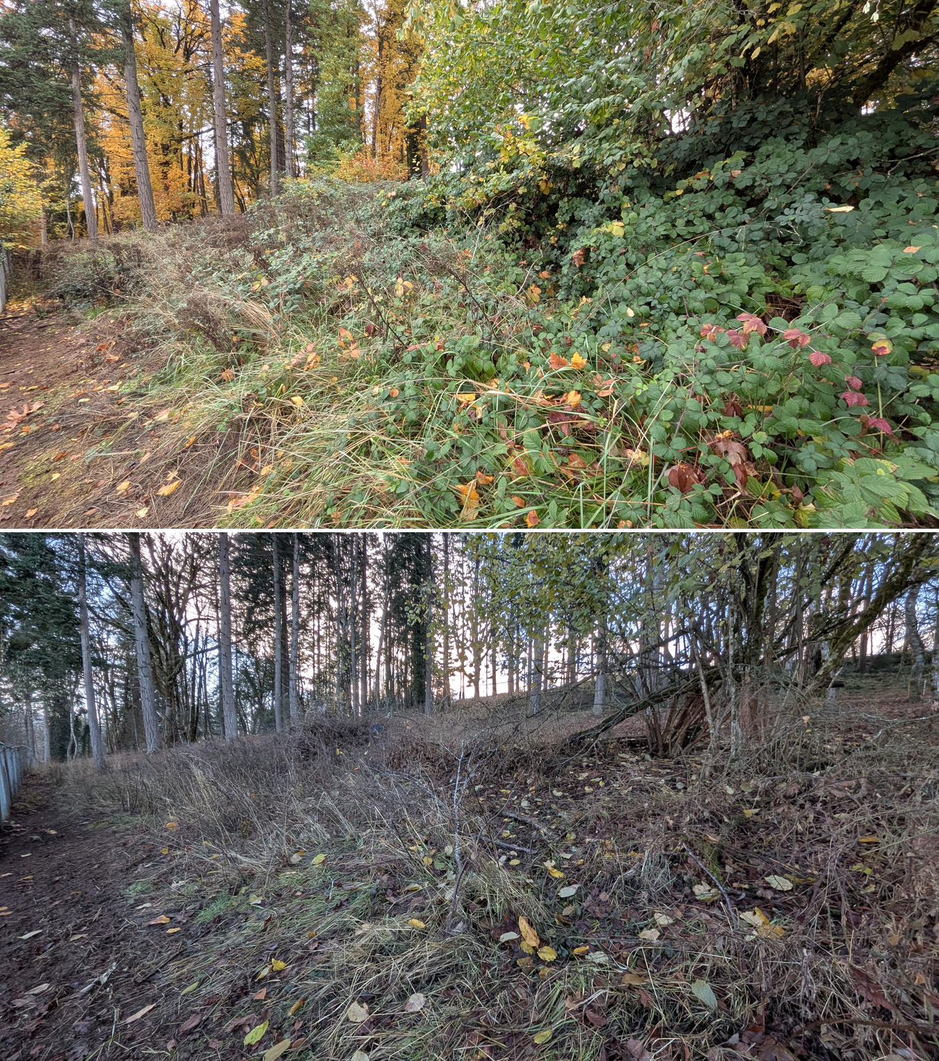 Goat grazing before and after in Springfield, Oregon, 11/01/25, photo 13