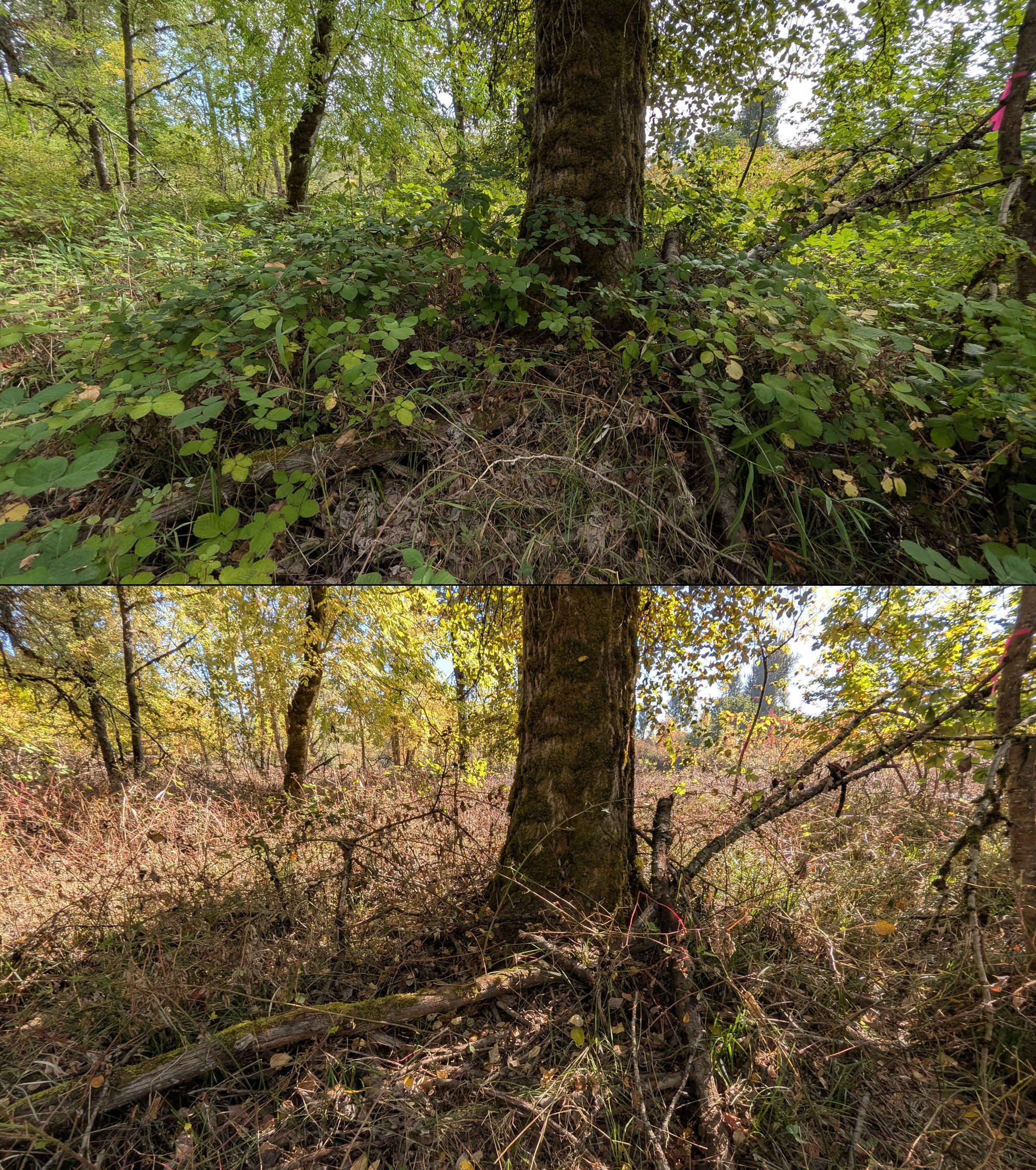 Goat grazing before and after in Springfield, Oregon, 08/27/26, photo 57