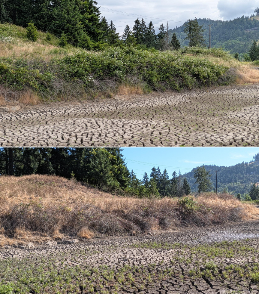 Goat grazing before and after in Springfield, Oregon, 06/05/26, photo 3