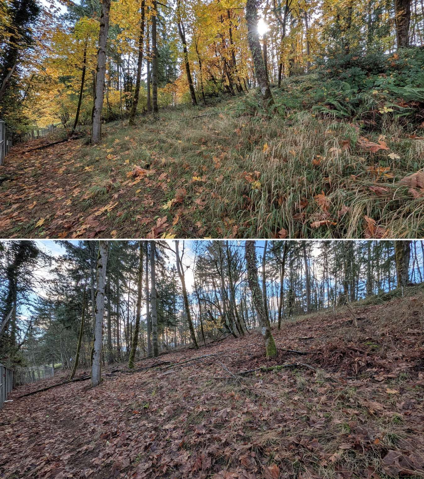 Goat grazing before and after in Springfield, Oregon, 11/01/25, photo 5