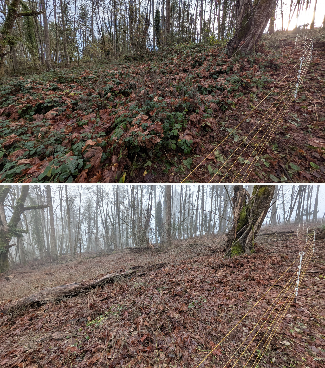Goat grazing before and after in Springfield, Oregon, 12/01/25, photo 19