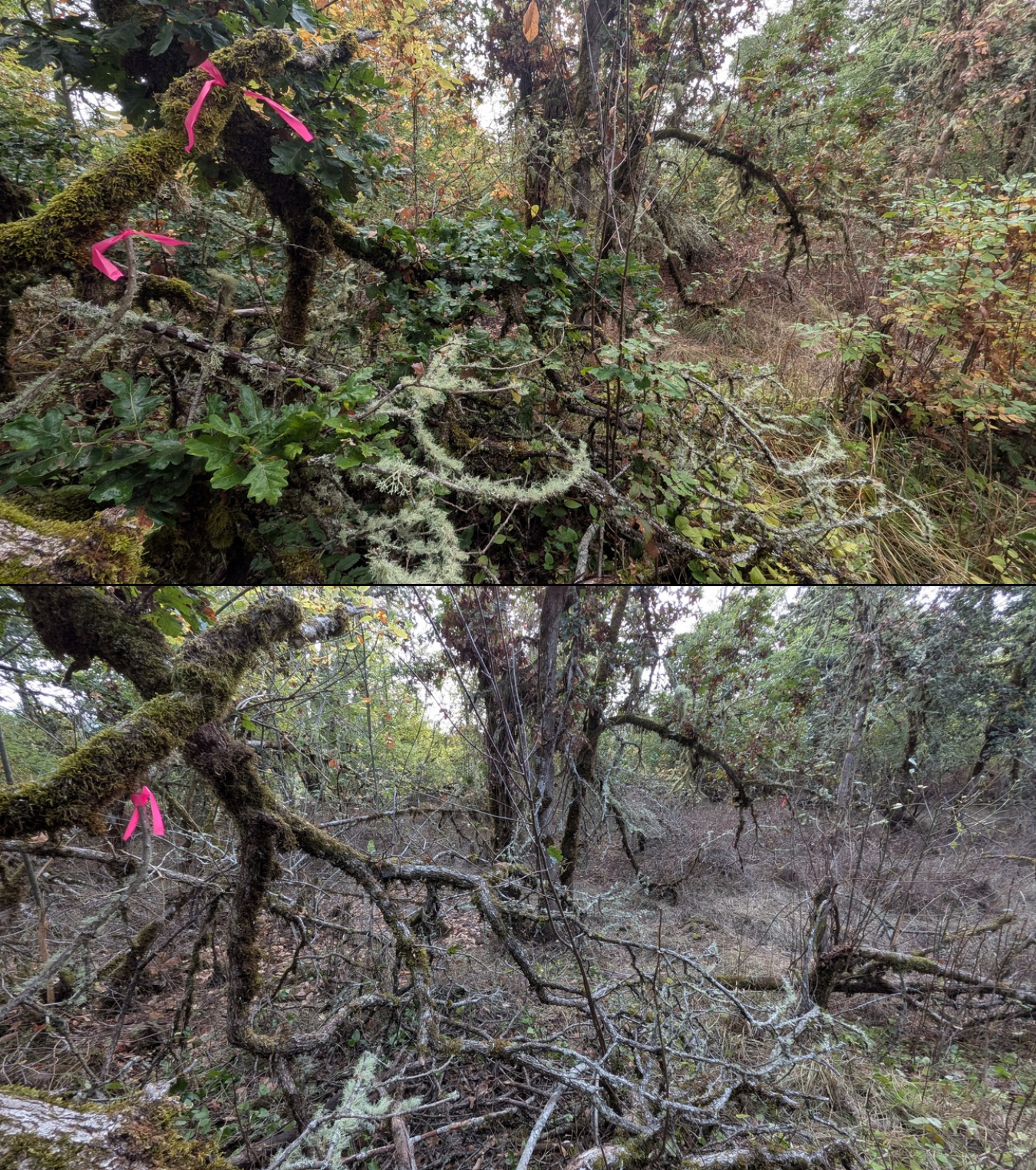 Before and after goat grazing in Lane County, Oregon, 08/27/26, photo 34