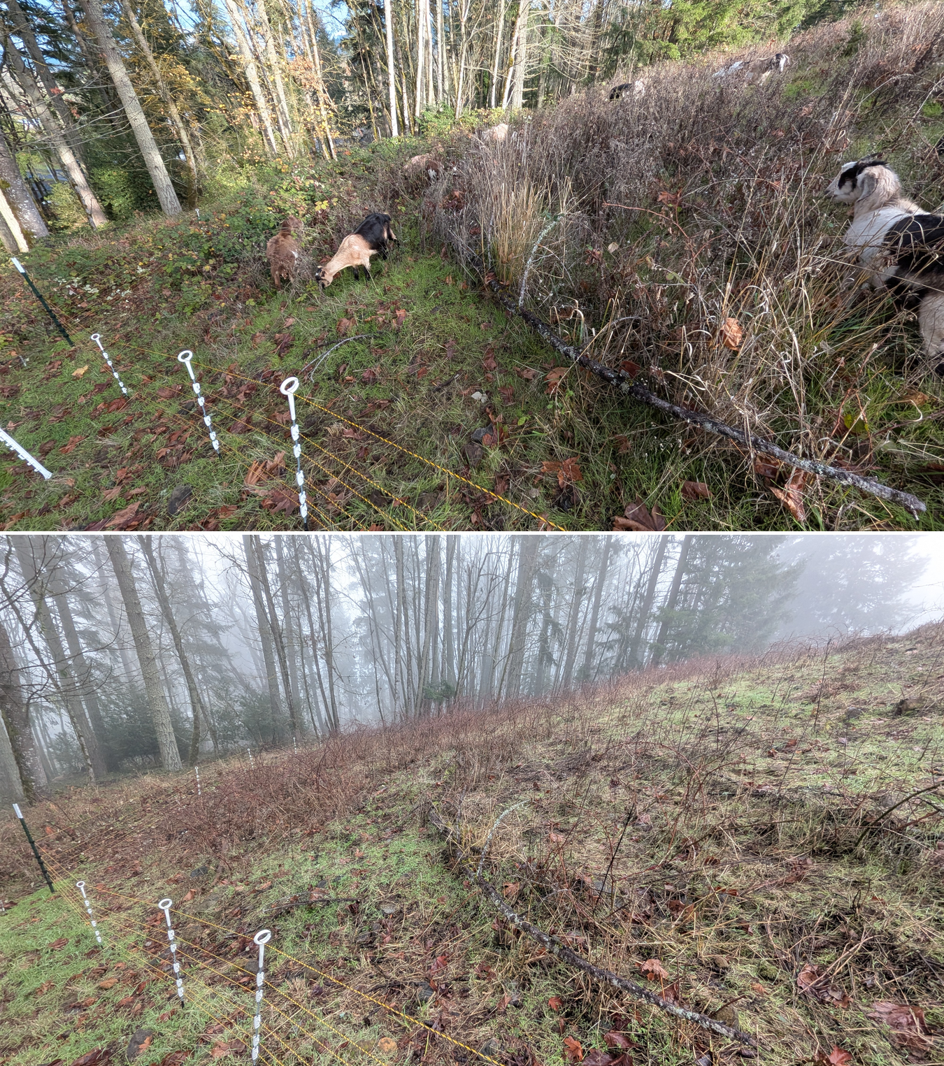 Goat grazing before and after in Springfield, Oregon, 12/01/25, photo 31