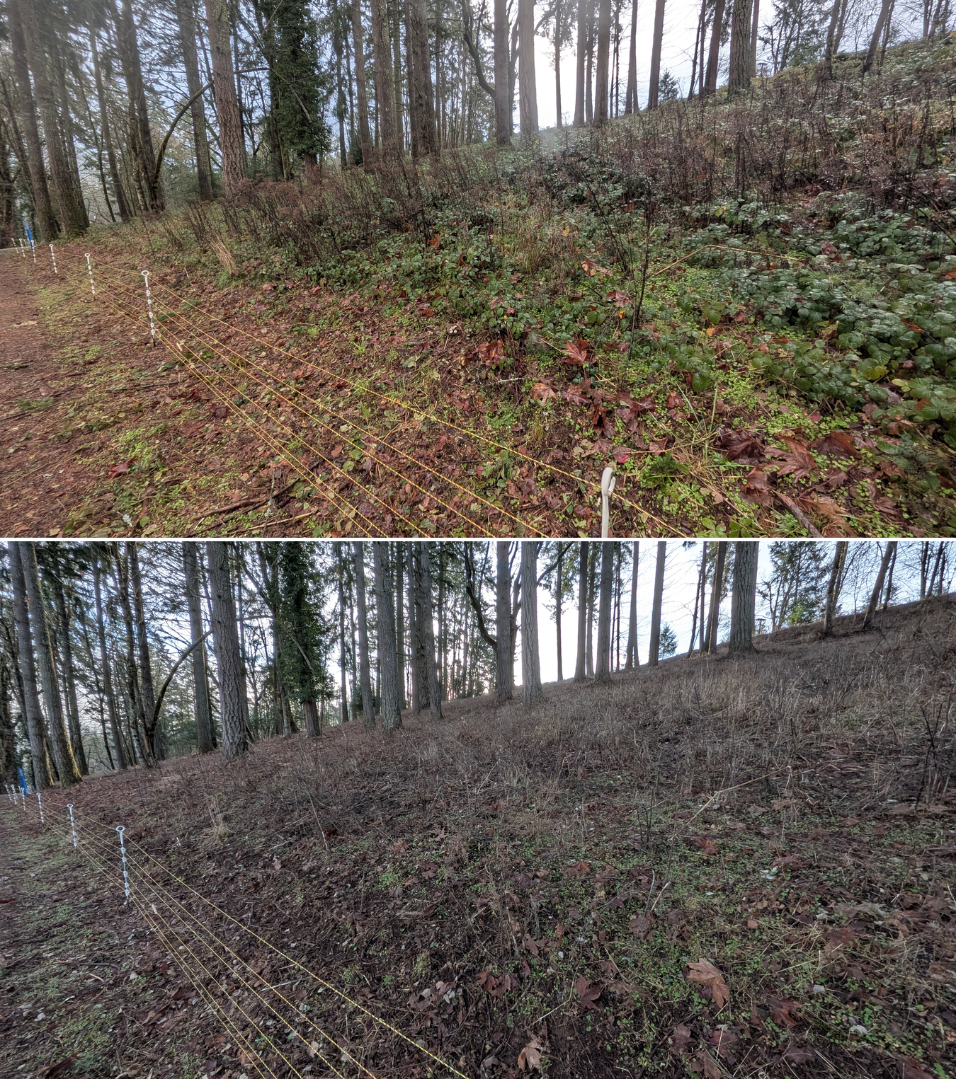 Goat grazing before and after in Springfield, Oregon, 12/23/25, photo 15