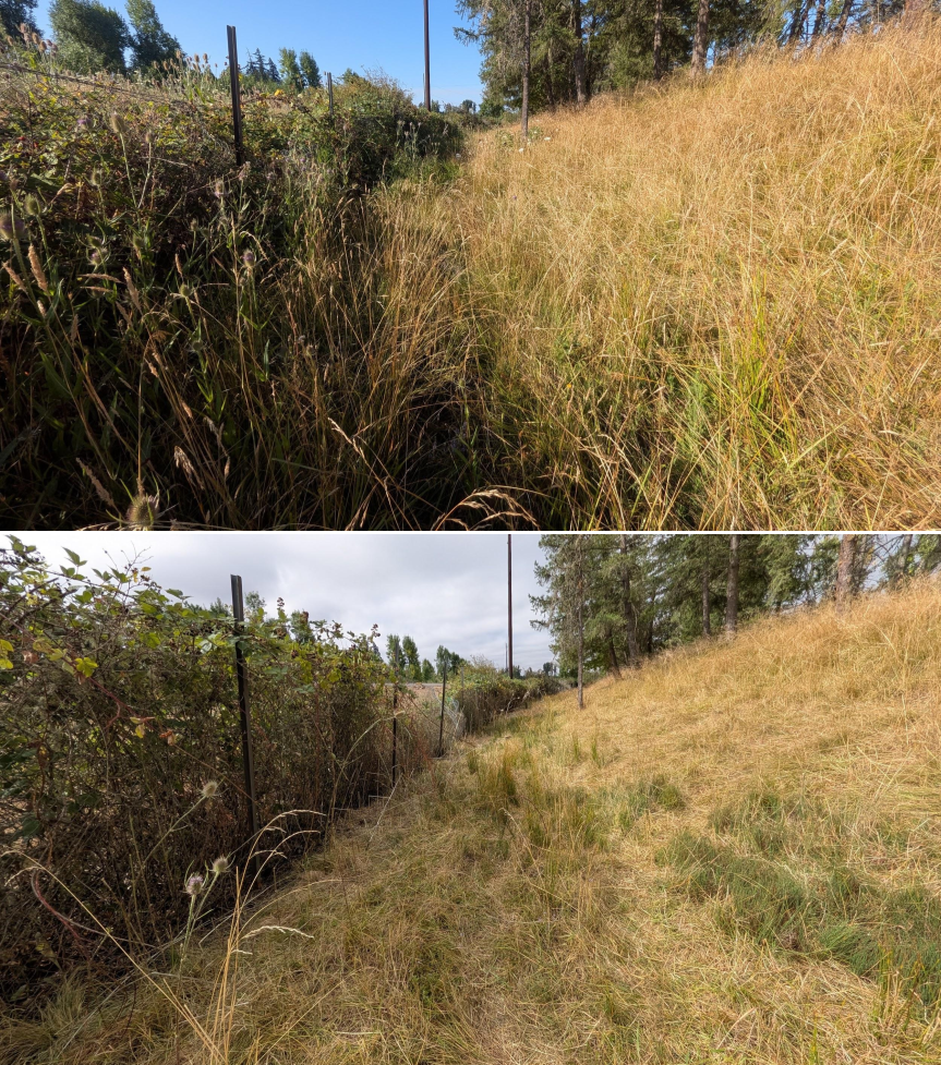 Goat grazing before and after in Springfield, Oregon, 07/21/26, photo 15