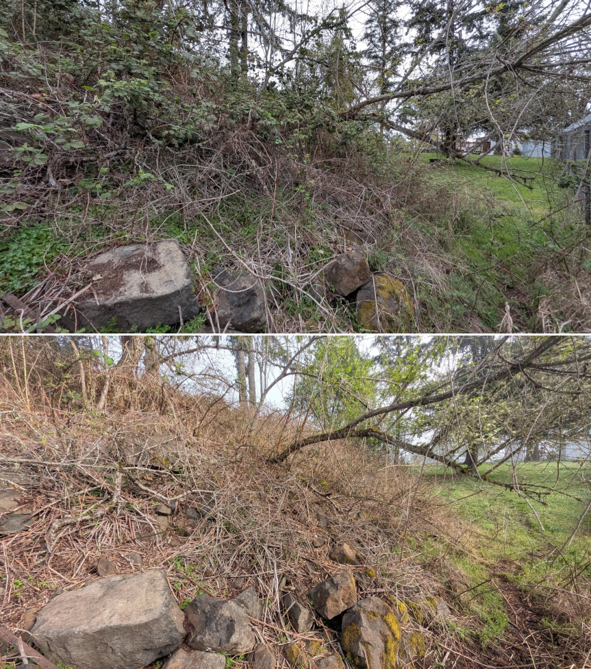 Before and after goat grazing in Lane County, Oregon, 03/30/26, photo 8