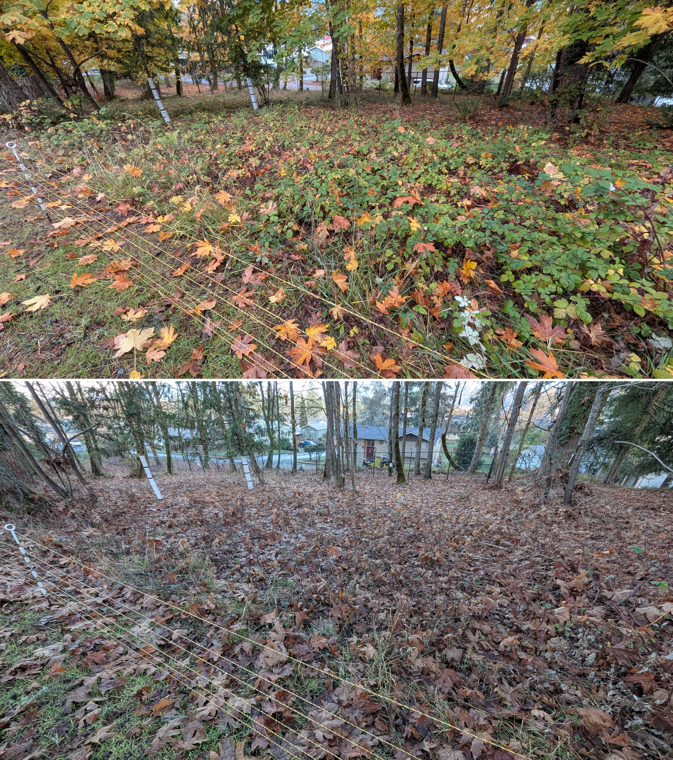 Goat grazing before and after in Springfield, Oregon, 11/01/25, photo 19