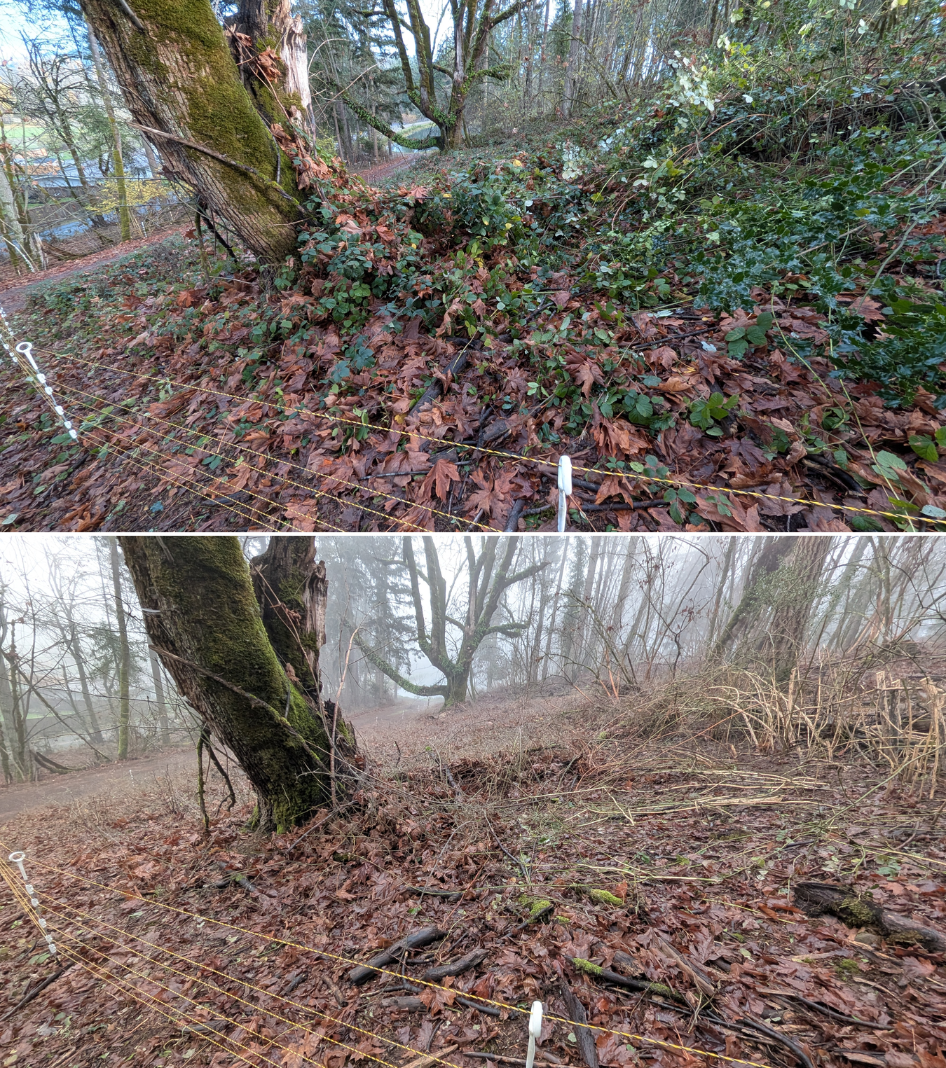 Before and after goat grazing in Lane County, Oregon, 12/01/25, photo 20