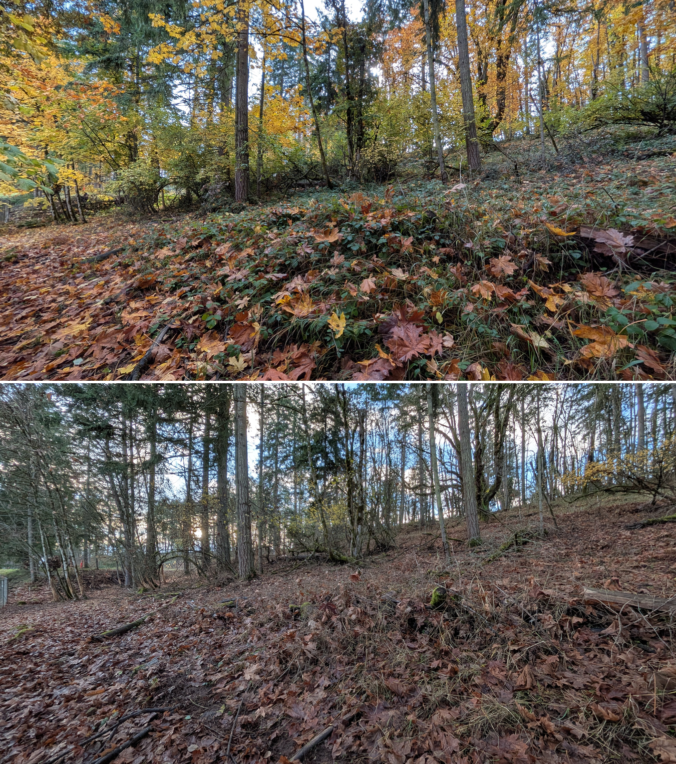 Before and after goat grazing in Lane County, Oregon, 11/01/25, photo 2