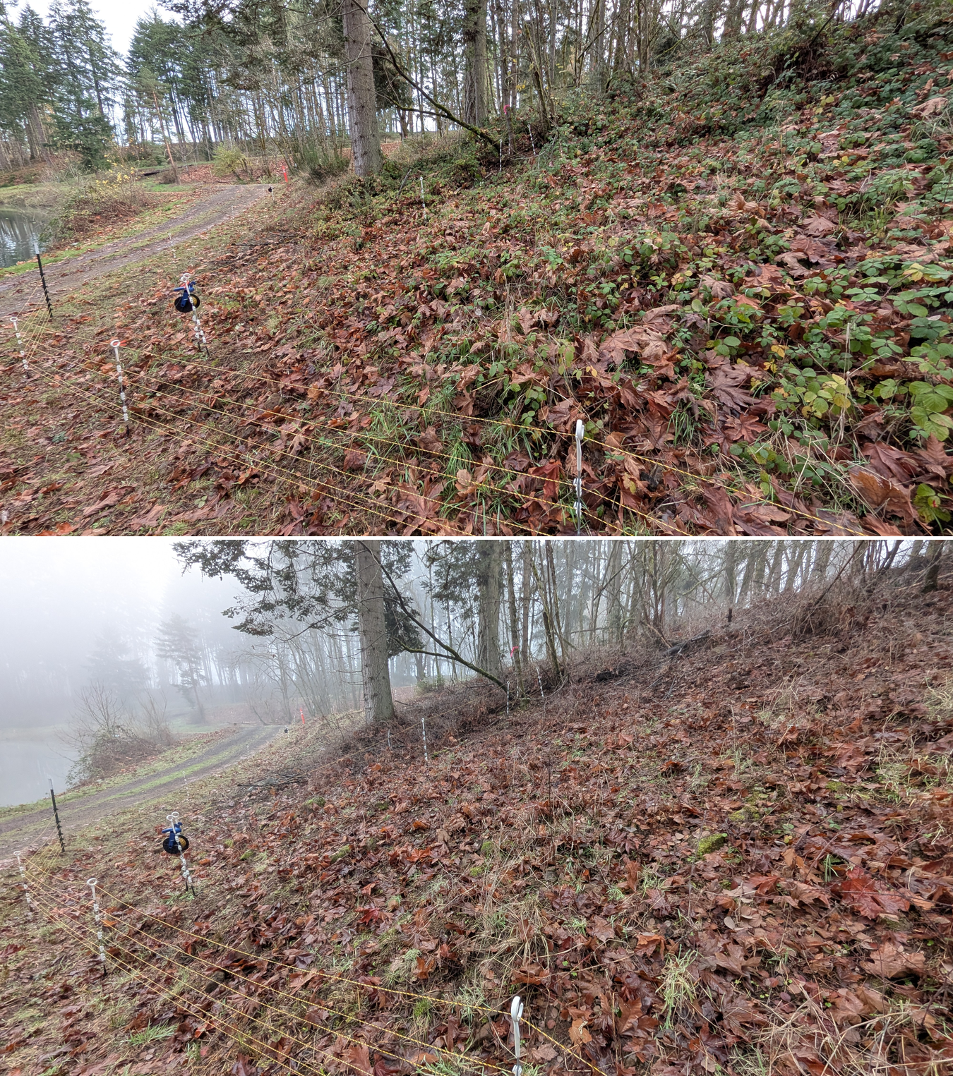Goat grazing before and after in Springfield, Oregon, 12/01/25, photo 9