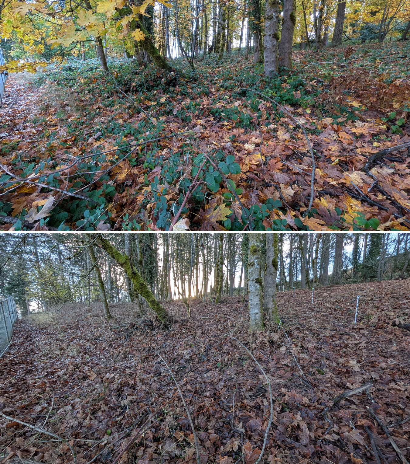 Before and after goat grazing in Lane County, Oregon, 11/01/25, photo 18
