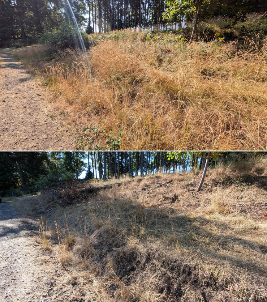 Before and after goat grazing in Lane County, Oregon, 07/14/26, photo 6