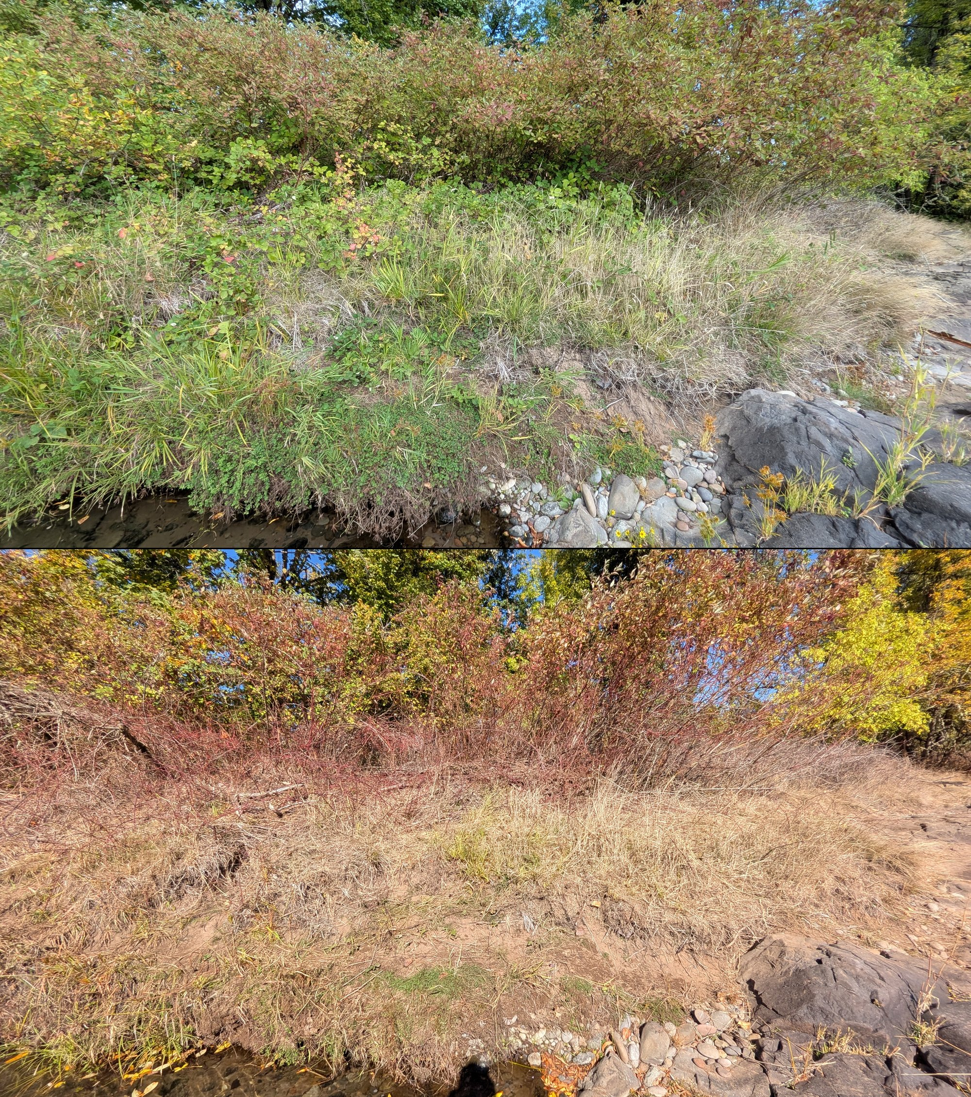 Before and after goat grazing in Lane County, Oregon, 08/27/26, photo 66