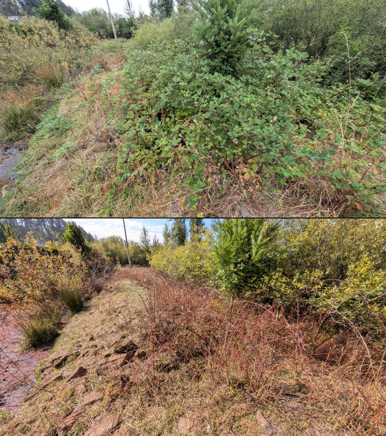 Goat grazing before and after in Springfield, Oregon, 08/16/26, photo 17