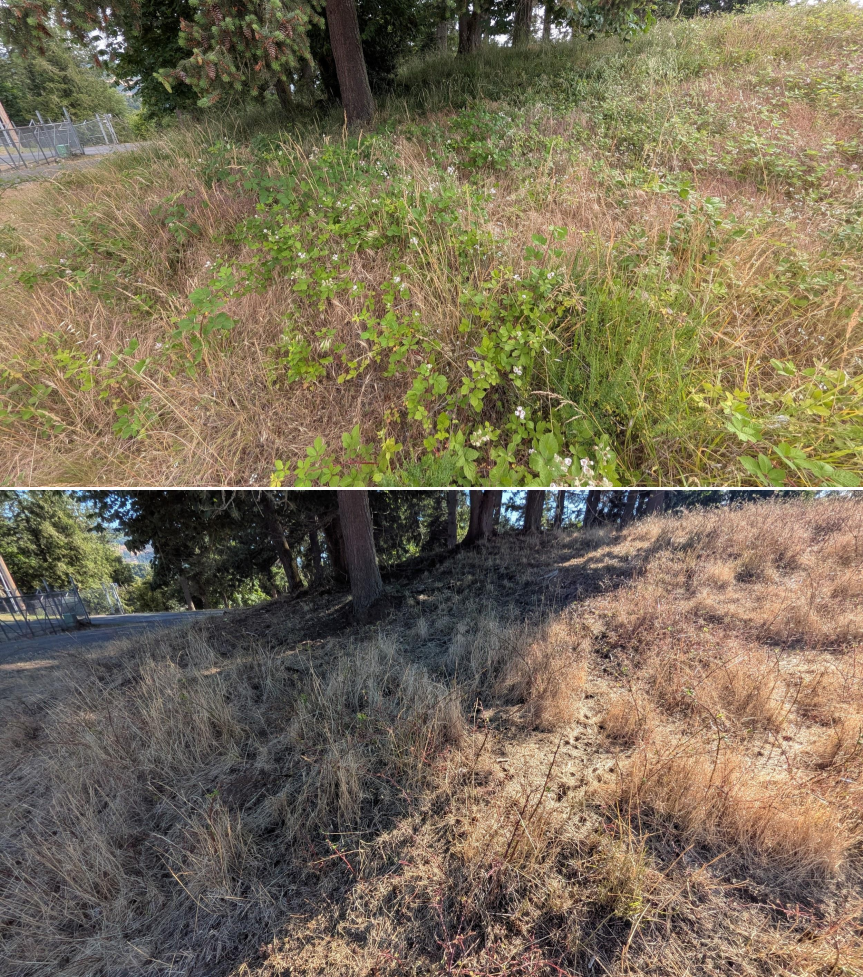Before and after goat grazing in Lane County, Oregon, 06/05/26, photo 10