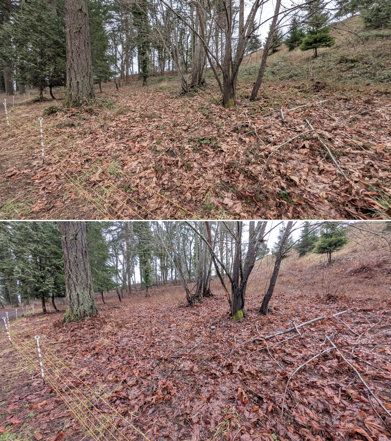 Before and after goat grazing in Lane County, Oregon, 01/29/26, photo 10
