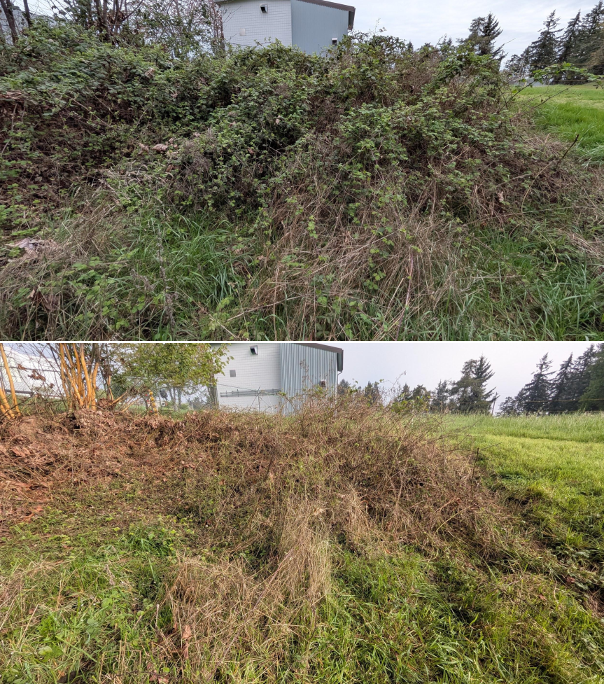 Before and after goat grazing in Lane County, Oregon, 03/30/26, photo 20