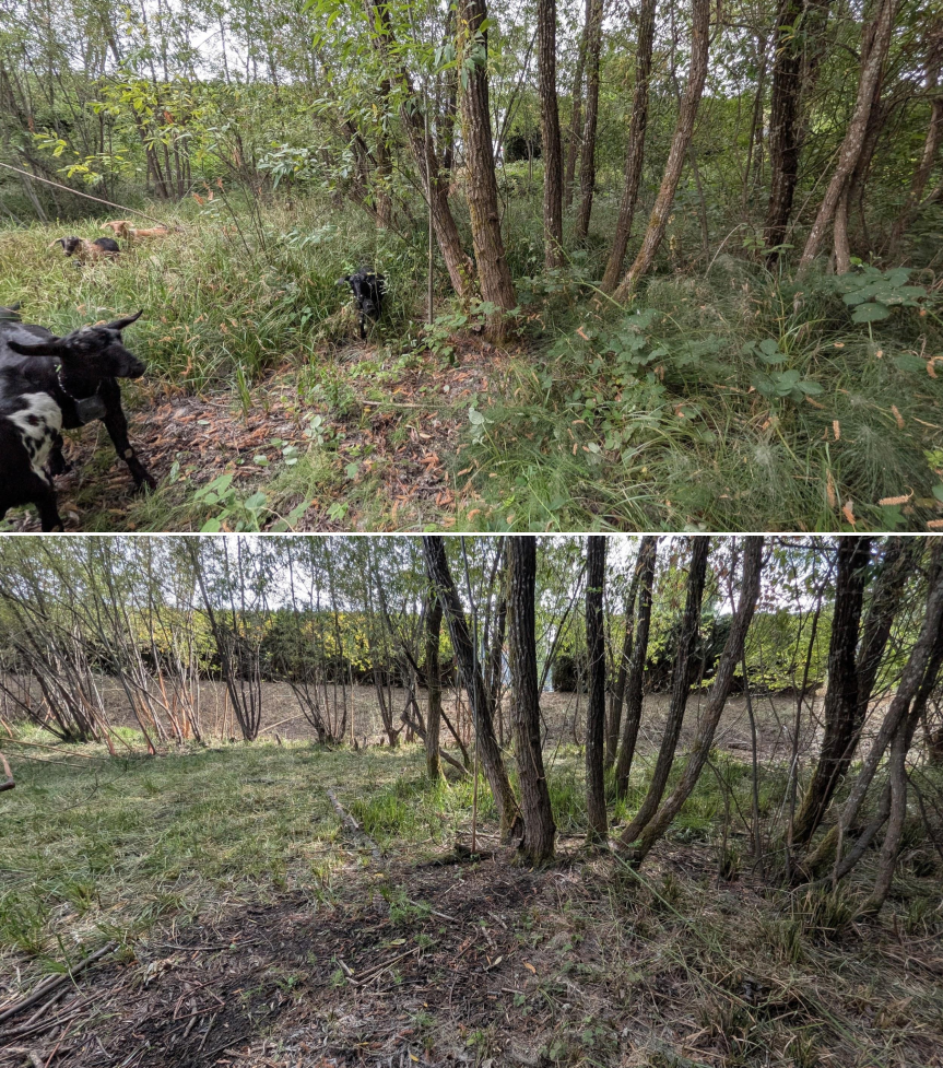 Before and after goat grazing in Lane County, Oregon, 07/25/26, photo 4