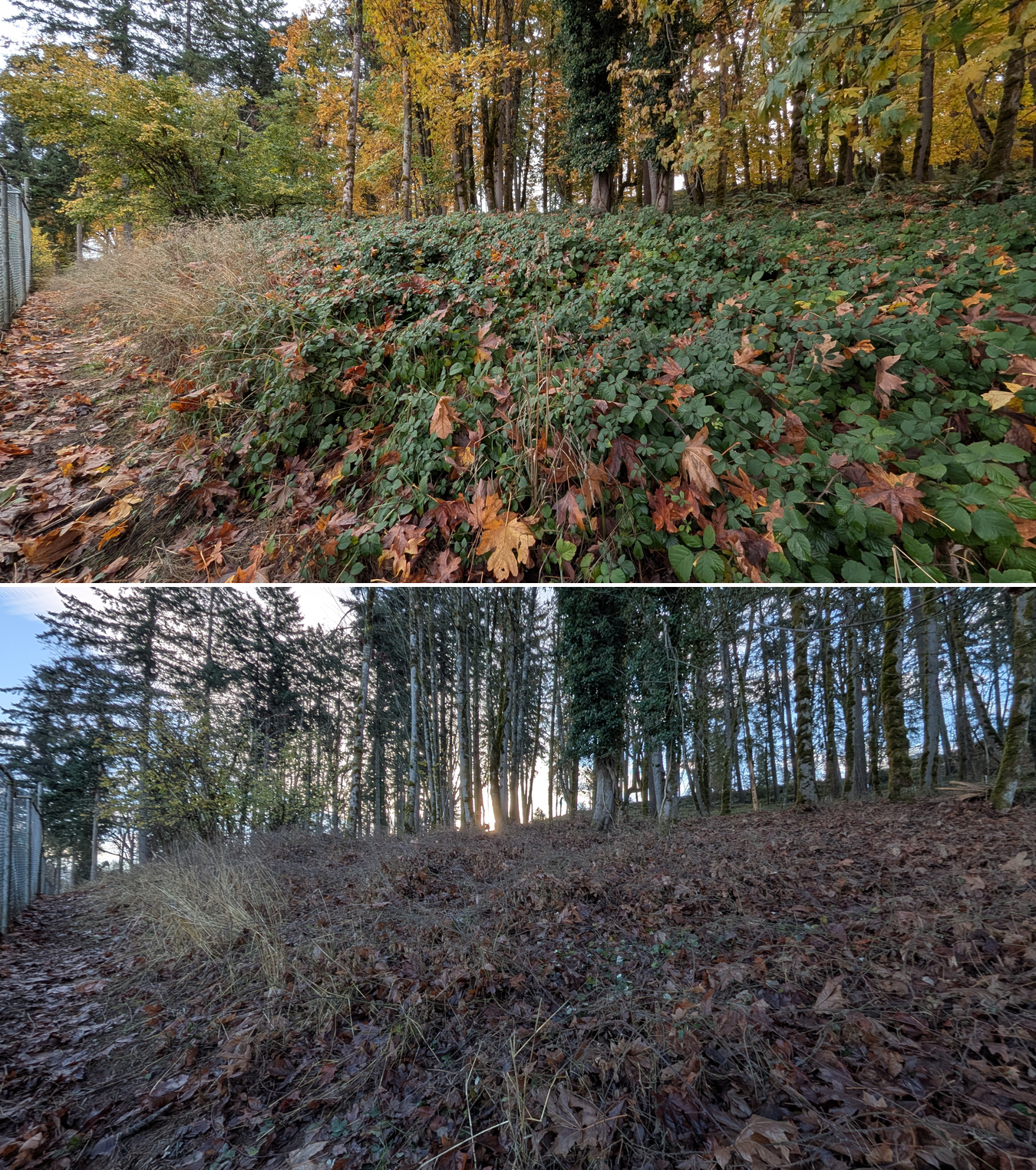 Before and after goat grazing in Lane County, Oregon, 11/01/25, photo 16