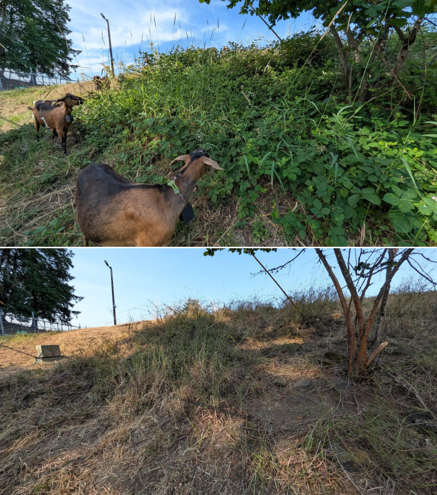 Goat grazing before and after in Springfield, Oregon, 07/06/26, photo 1