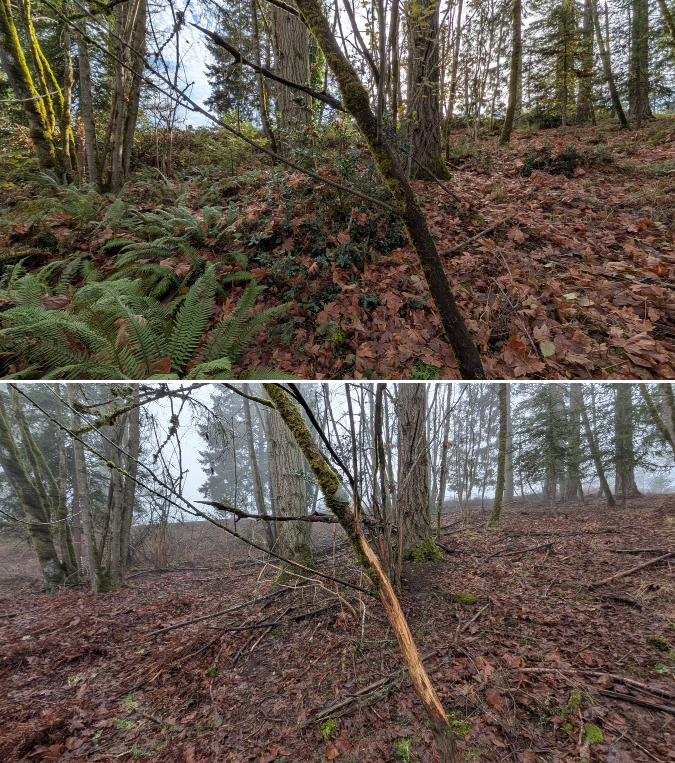 Goat grazing before and after in Springfield, Oregon, 12/01/25, photo 33