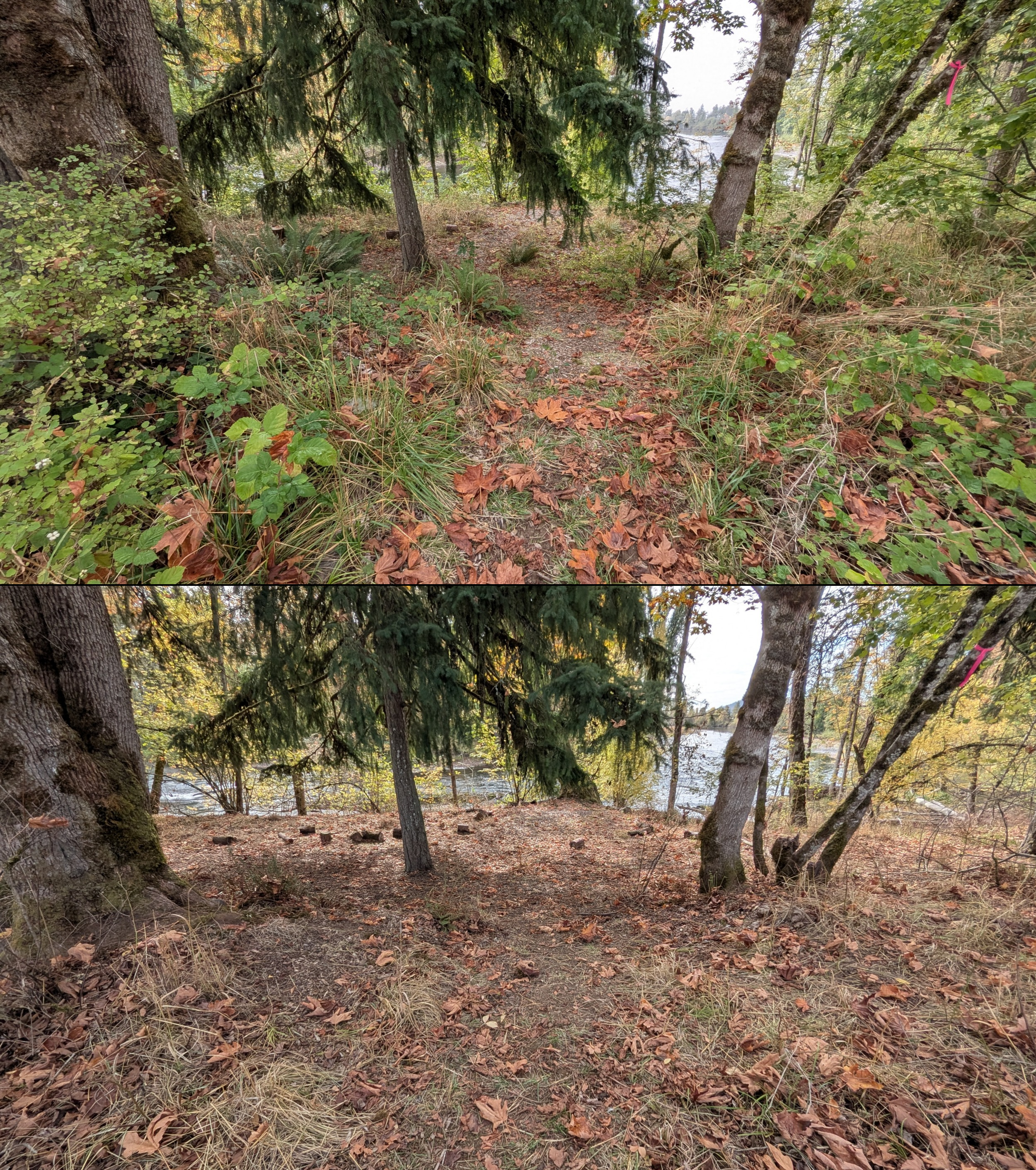 Before and after goat grazing in Lane County, Oregon, 08/27/26, photo 100