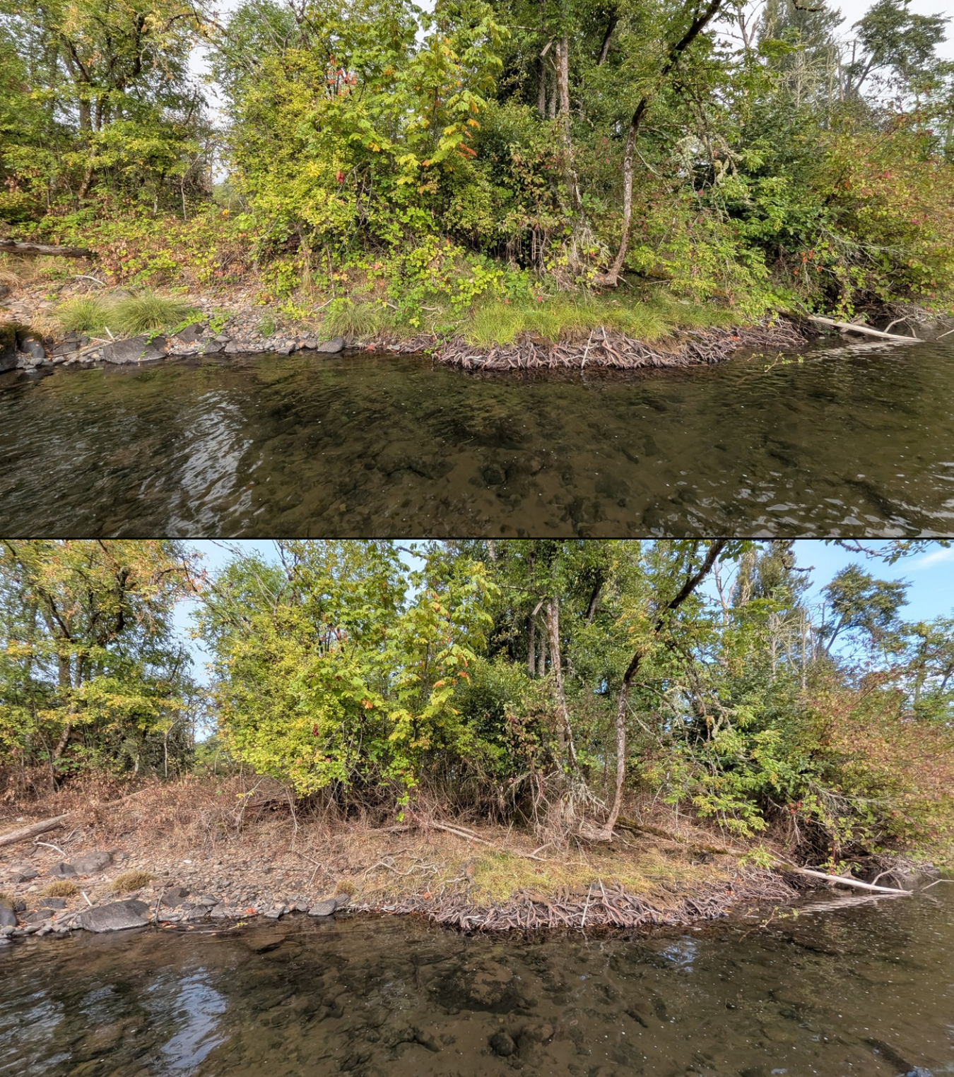 Goat grazing before and after in Springfield, Oregon, 08/27/26, photo 43