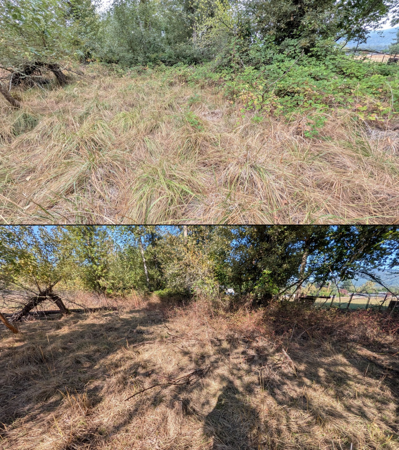Before and after goat grazing in Lane County, Oregon, 08/16/26, photo 8
