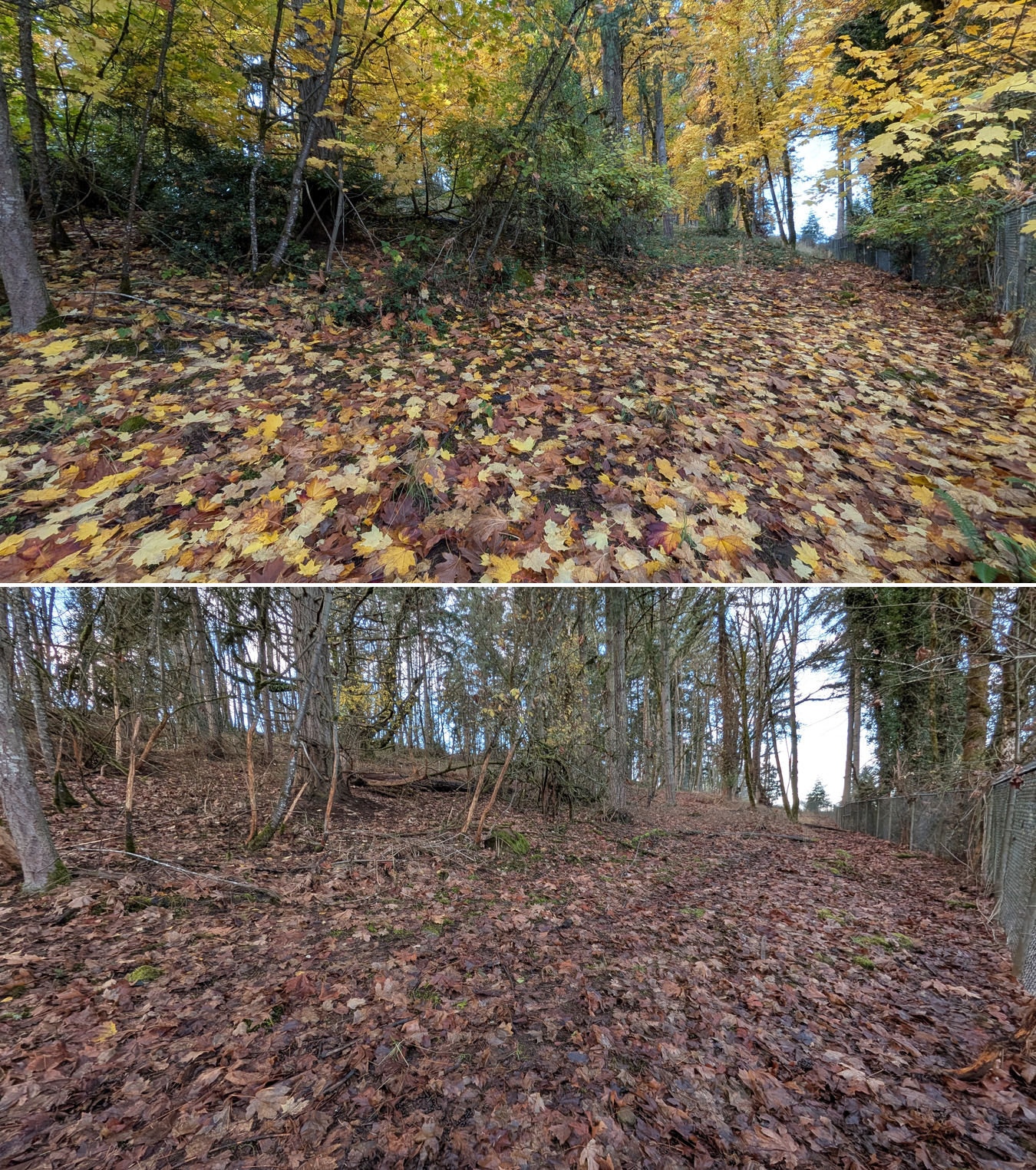 Goat grazing before and after in Springfield, Oregon, 11/01/25, photo 1