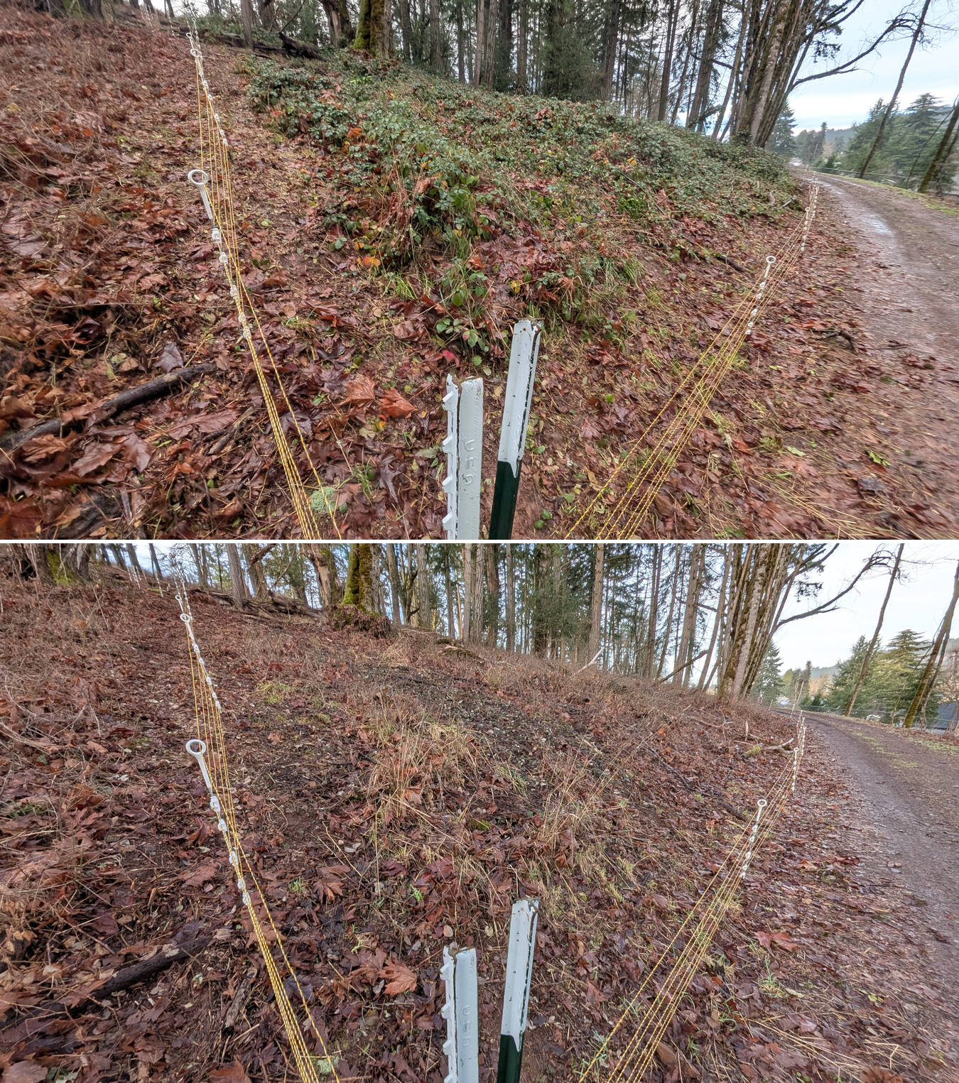 Before and after goat grazing in Lane County, Oregon, 12/23/25, photo 8