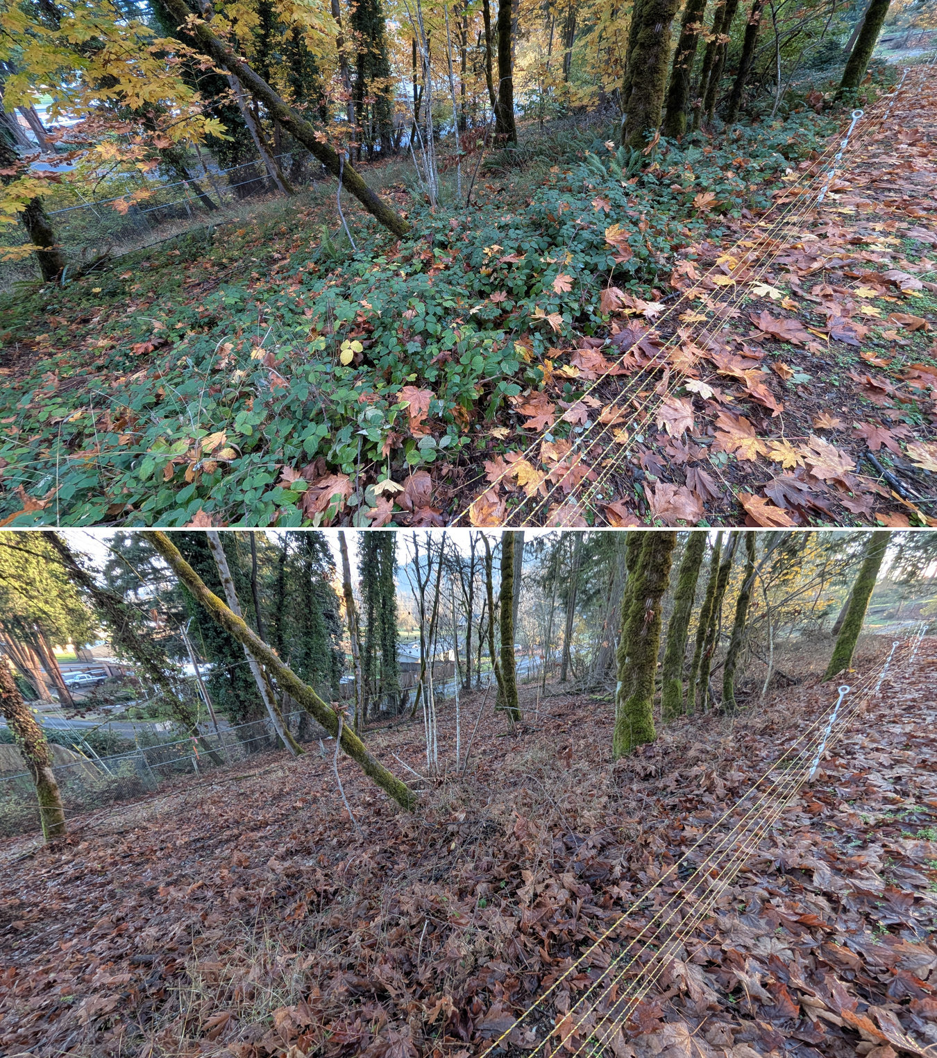 Before and after goat grazing in Lane County, Oregon, 11/01/25, photo 32