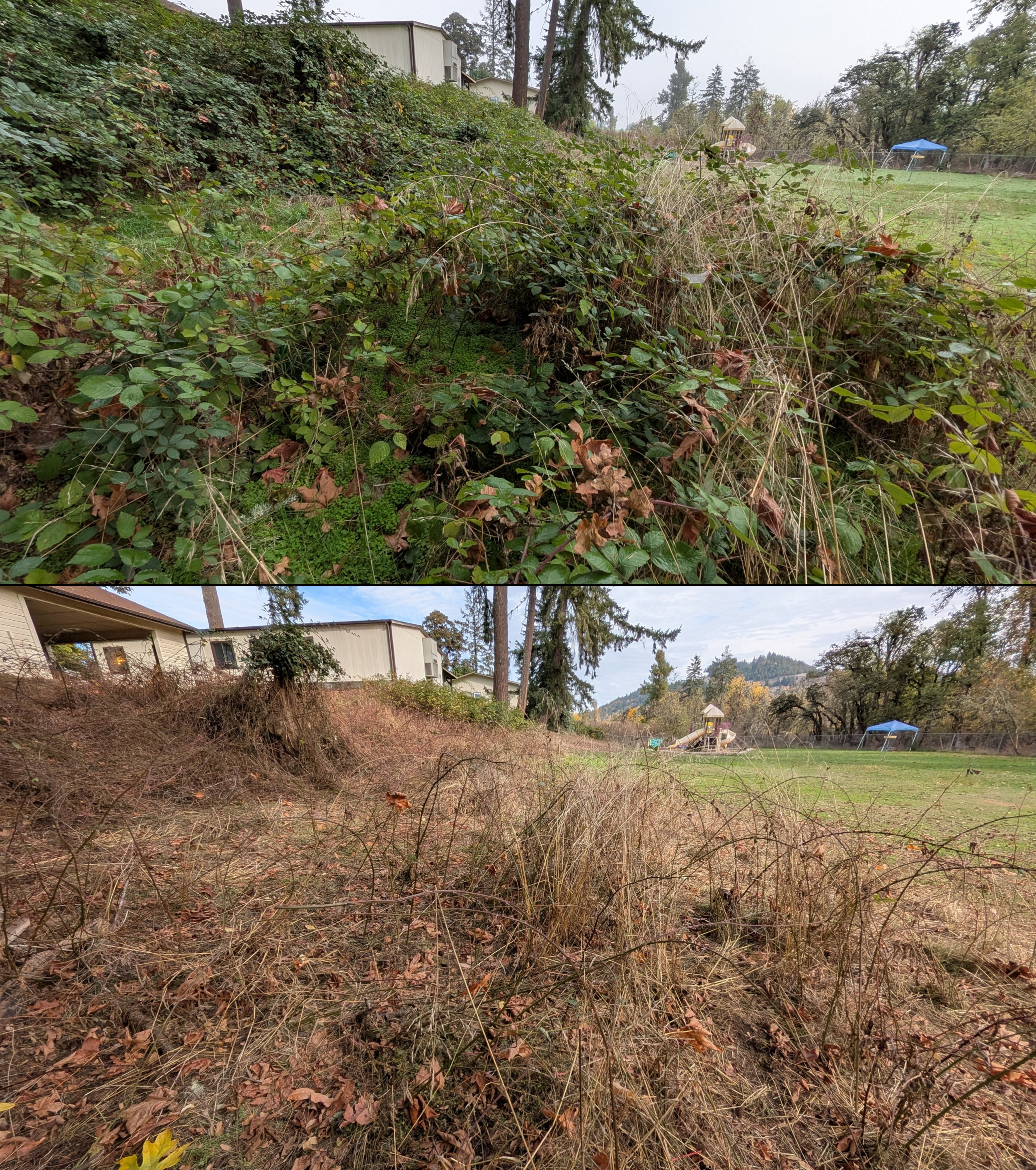 Goat grazing before and after in Springfield, Oregon, 08/27/26, photo 79