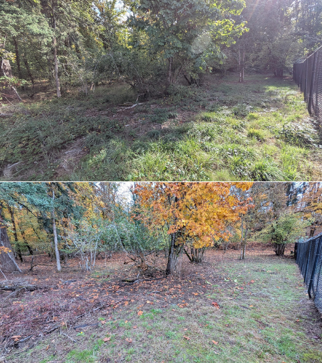 Goat grazing before and after in Springfield, Oregon, 10/16/25, photo 25