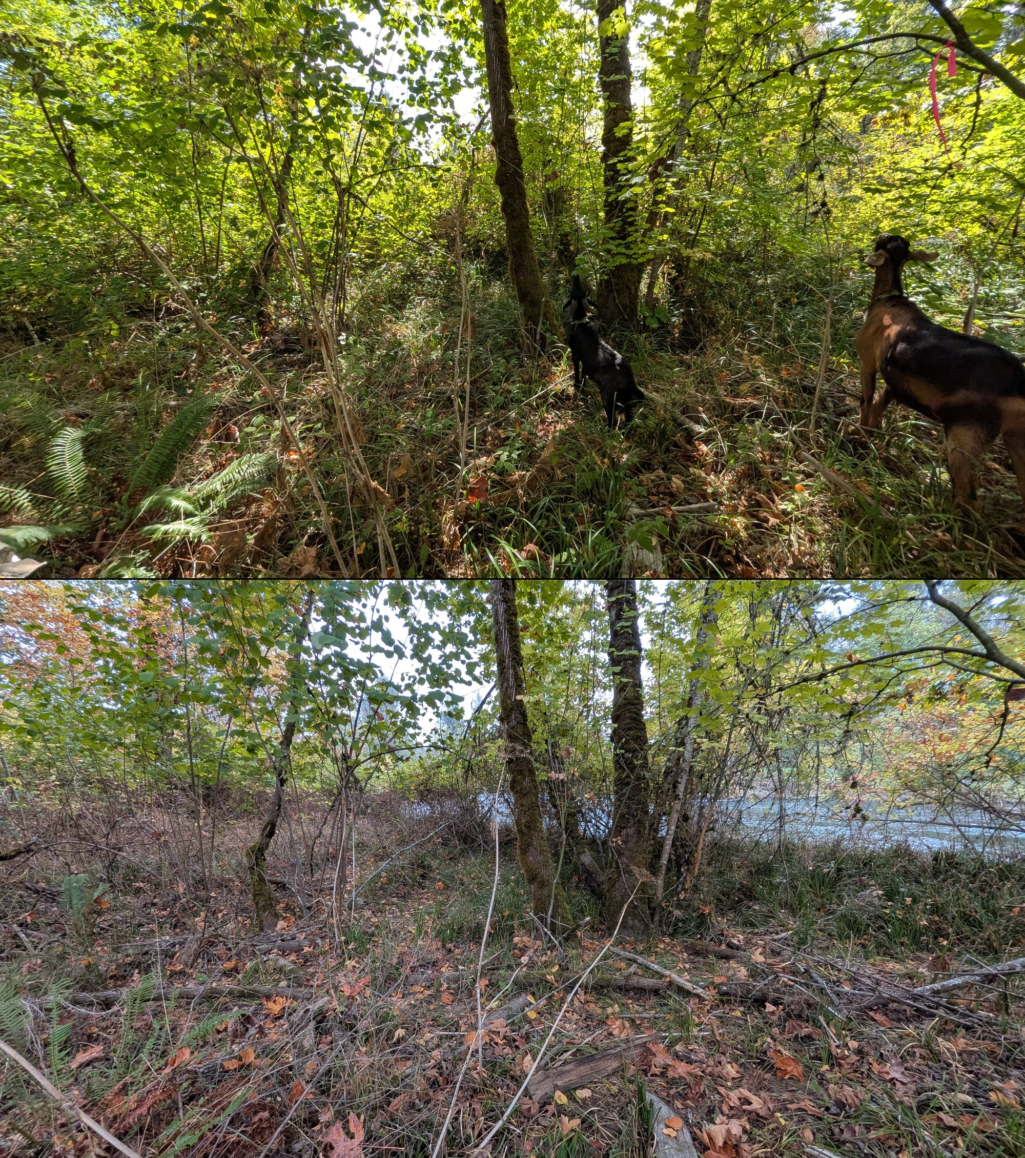Before and after goat grazing in Lane County, Oregon, 08/27/26, photo 68