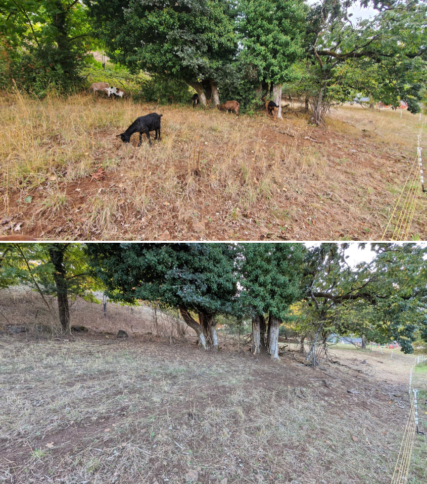 Two pictures of a hillside with trees; the top image has goats grazing, the bottom image shows the same area after the goats have been removed.