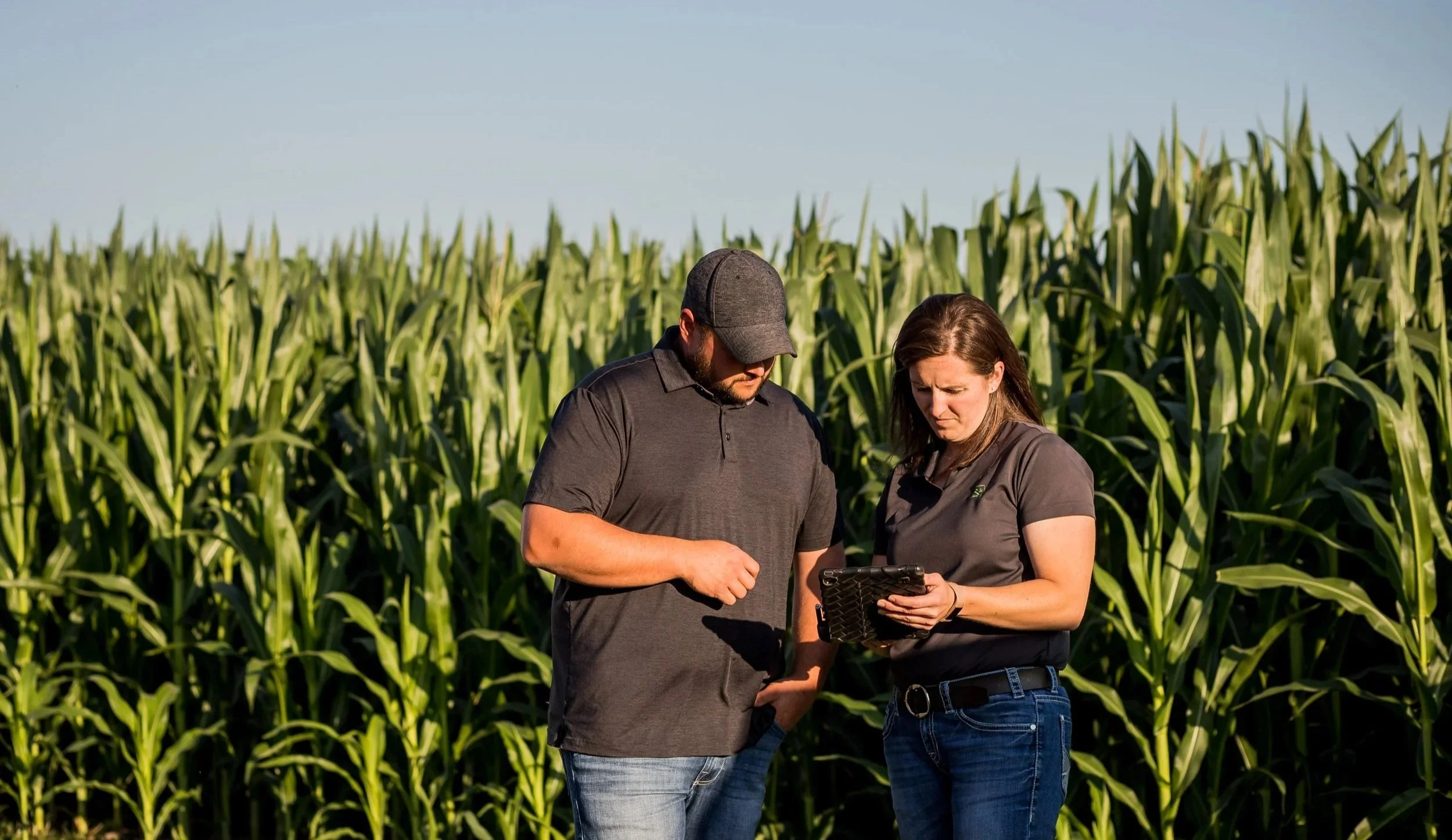 A man and woman standing in a cornfield, looking at a tablet device together.