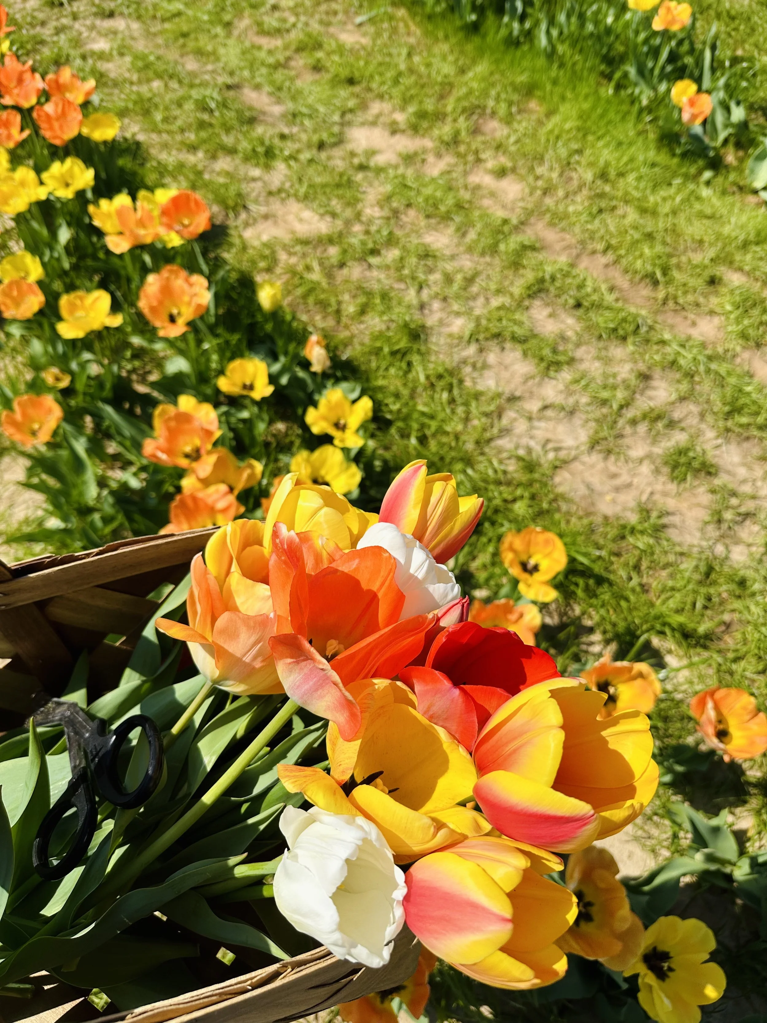 A basket of colorful tulips in orange, yellow, and white, held outdoors among a garden of orange and yellow flowers with a grassy dirt path in the background.