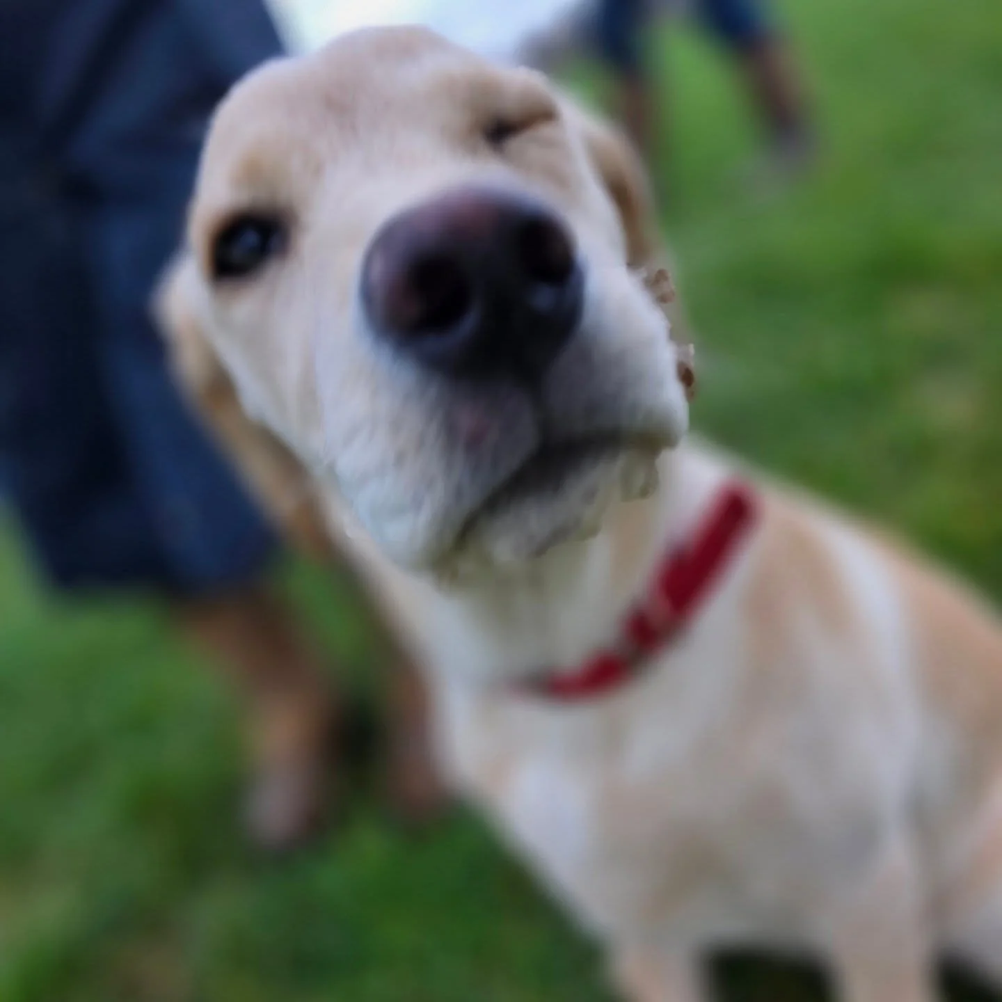 Oodles Family Social #1
The weather was kind to us for a couple of hours, and what a wonderful couple of hours we had. 

Thanks to @walcotdogfields for hosting us. What a great space you have available for the dogs to enjoy with their family and frie